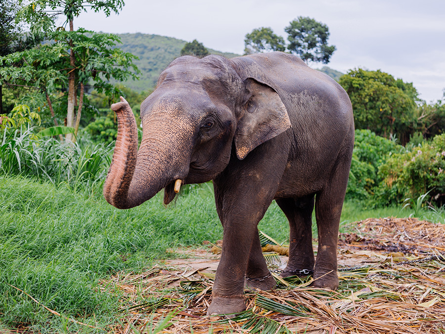 1 - https://greentrunksanctuary.com | Connect with Gentle Giants. Discover an unforgettable experience and get up close and personal with the wonders of Thai elephants at Green Trunk Sanctuary.