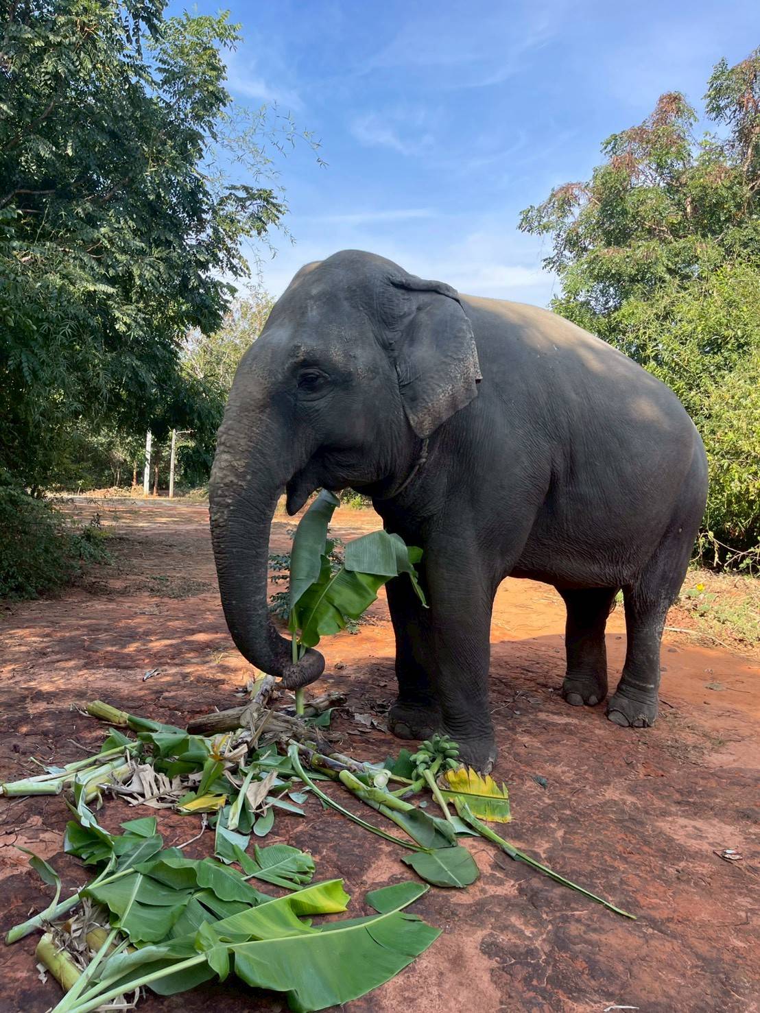 17 - https://greentrunksanctuary.com | We are dedicated to providing a gentle retirement for elderly elephants.