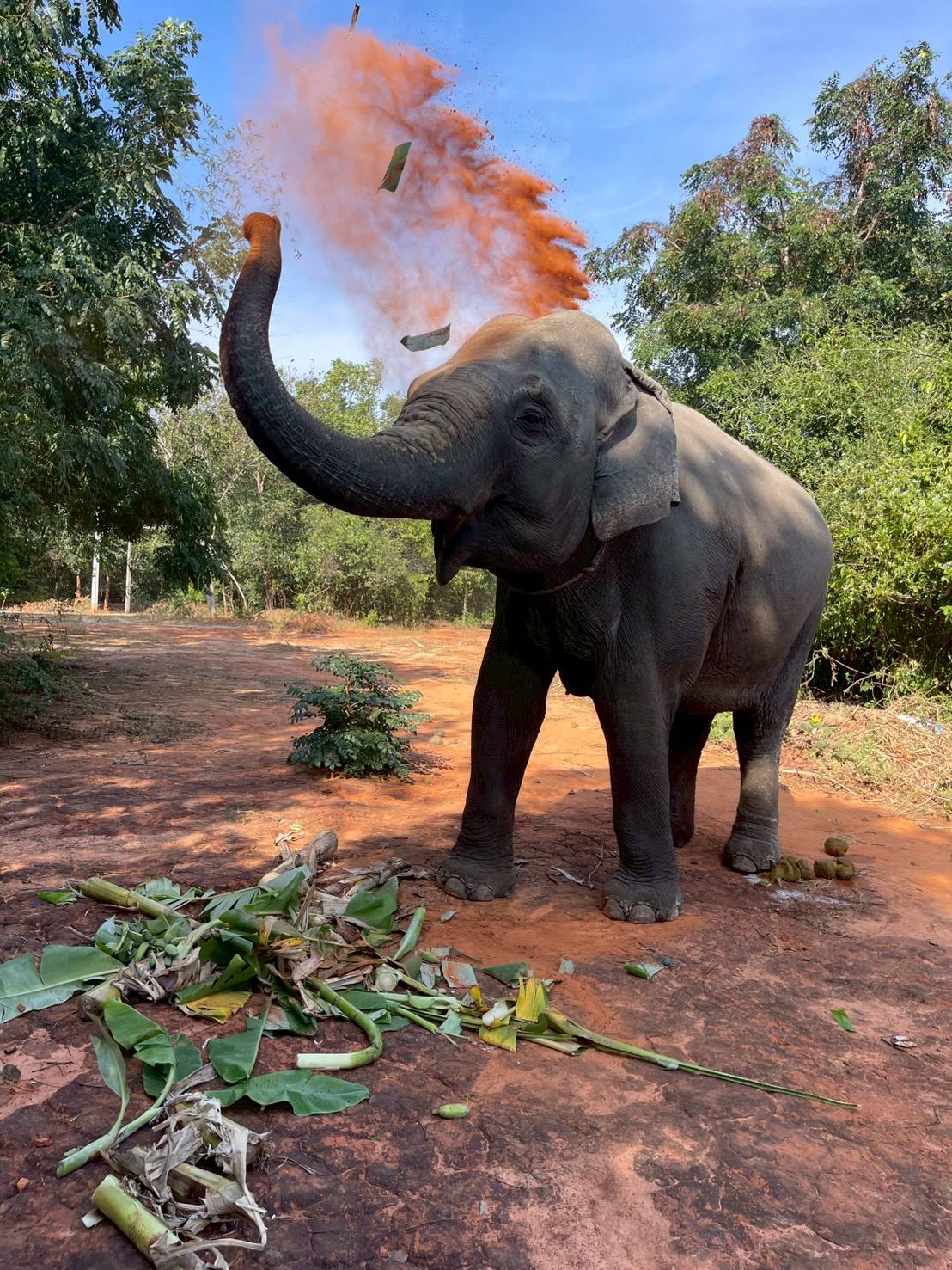 18 - https://greentrunksanctuary.com | We are dedicated to providing a gentle retirement for elderly elephants.