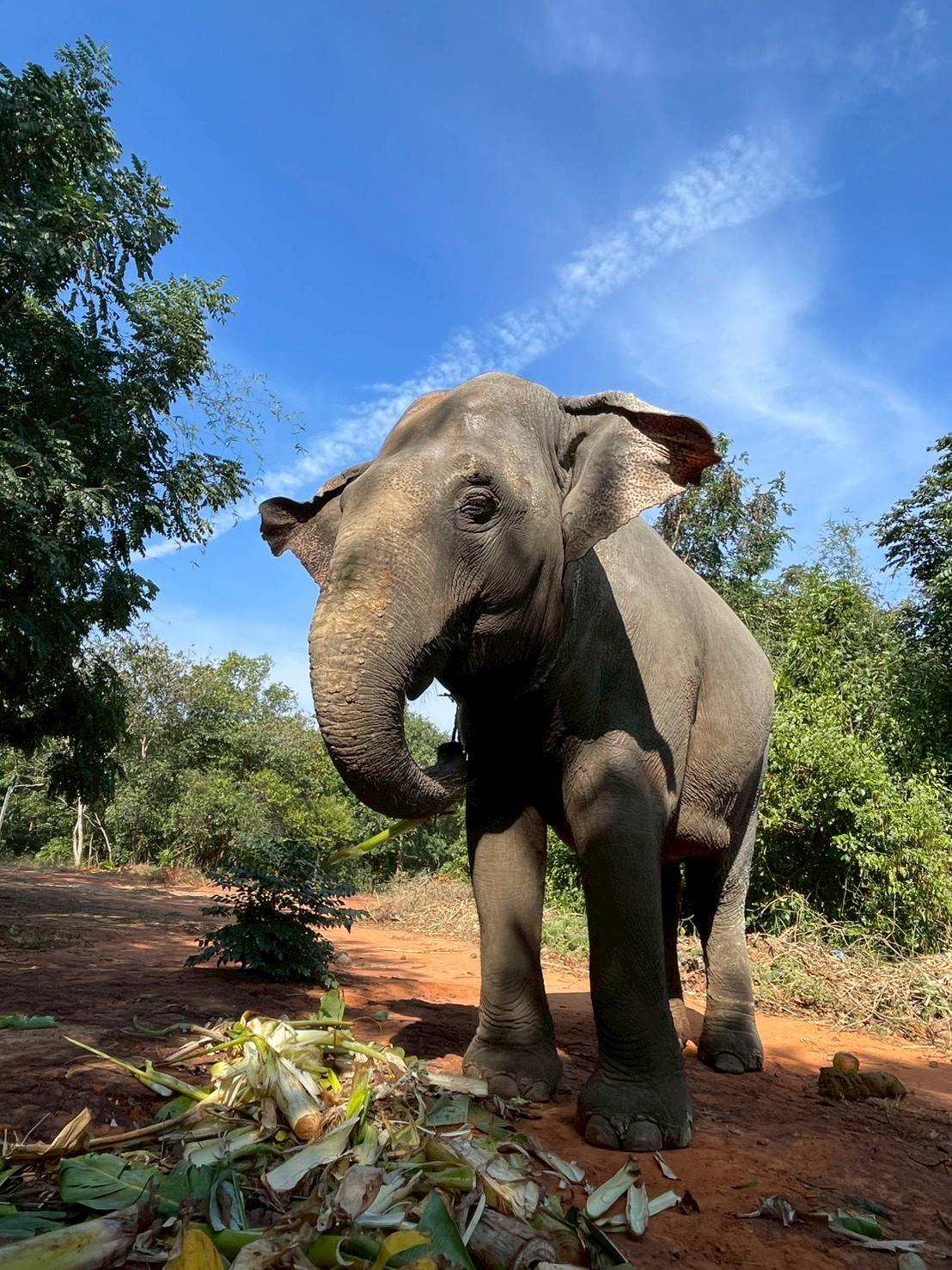 19 - https://greentrunksanctuary.com | We are dedicated to providing a gentle retirement for elderly elephants.