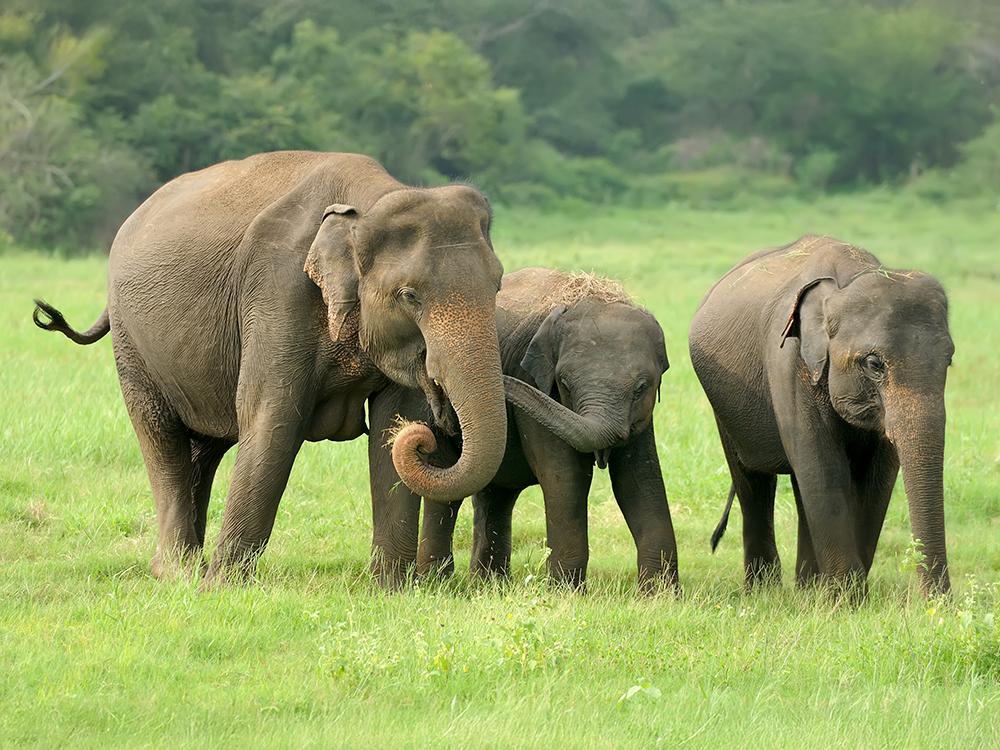 2 - https://greentrunksanctuary.com | Connect with Gentle Giants. Discover an unforgettable experience and get up close and personal with the wonders of Thai elephants at Green Trunk Sanctuary.