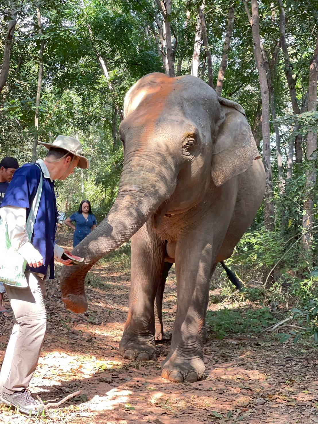 We are dedicated to providing a gentle retirement for elderly elephants.