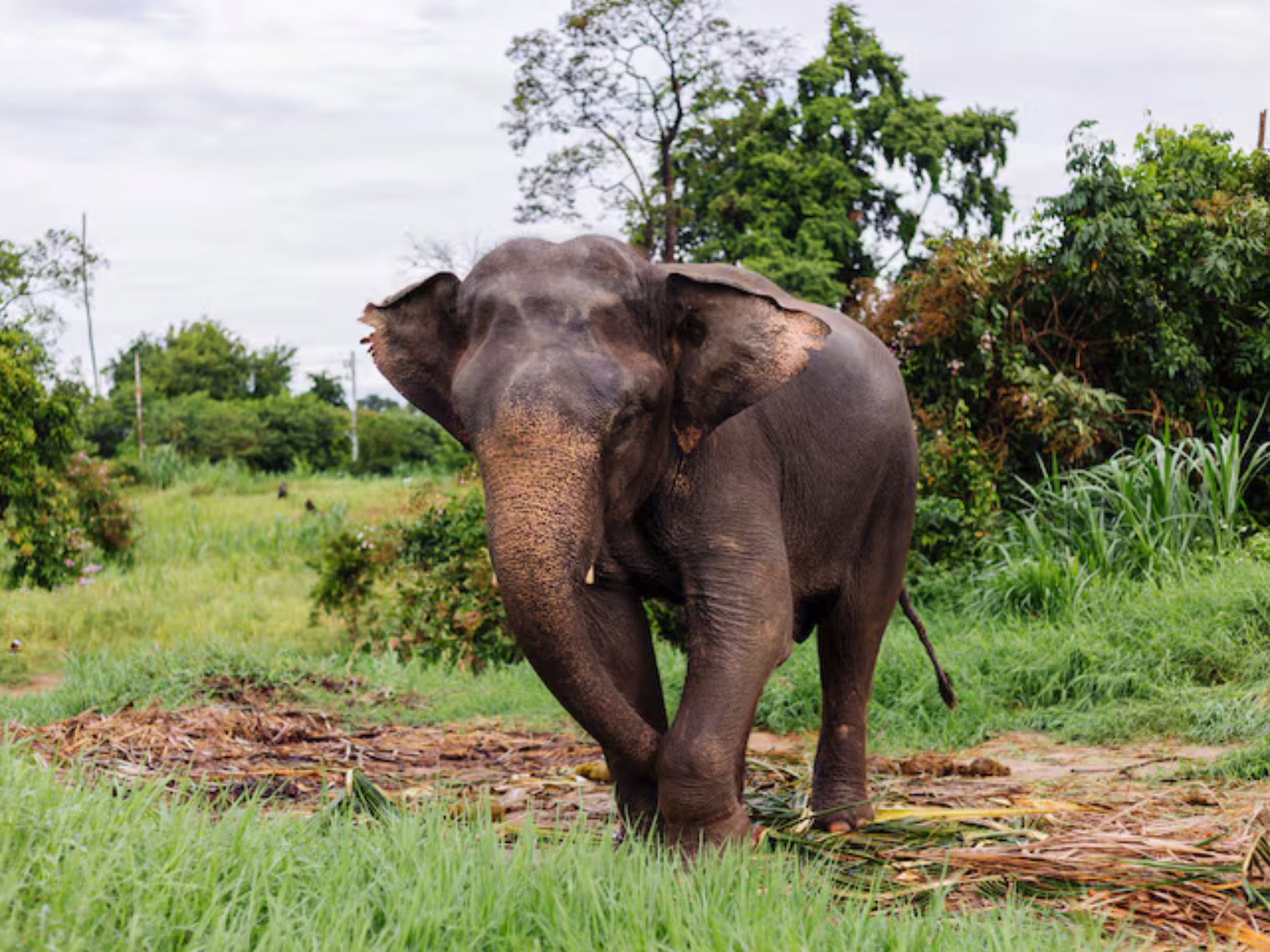 Connect with Gentle Giants. Discover an unforgettable experience and get up close and personal with the wonders of Thai elephants at Green Trunk Sanct [..]