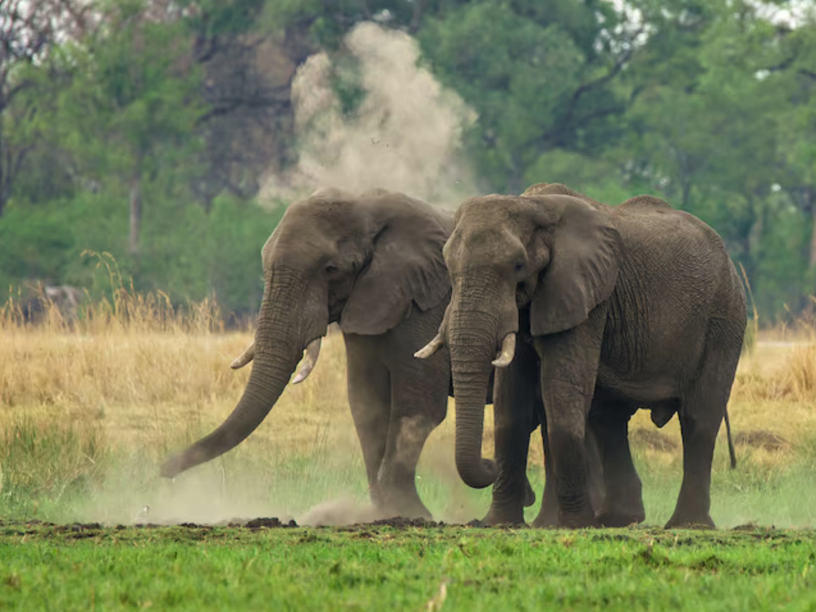 Connect with Gentle Giants. Discover an unforgettable experience and get up close and personal with the wonders of Thai elephants at Green Trunk Sanct [..]