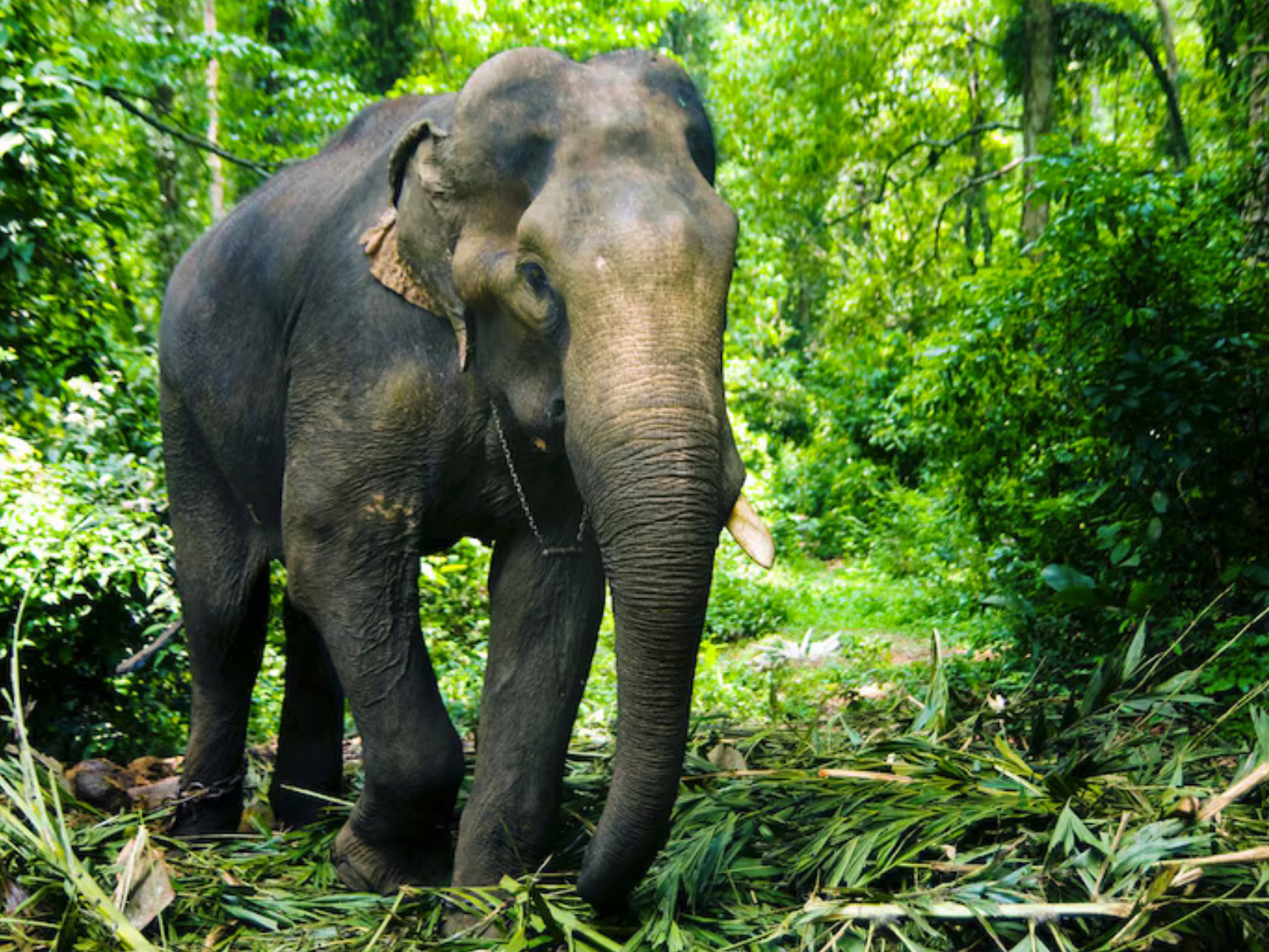 Connect with Gentle Giants. Discover an unforgettable experience and get up close and personal with the wonders of Thai elephants at Green Trunk Sanct [..]