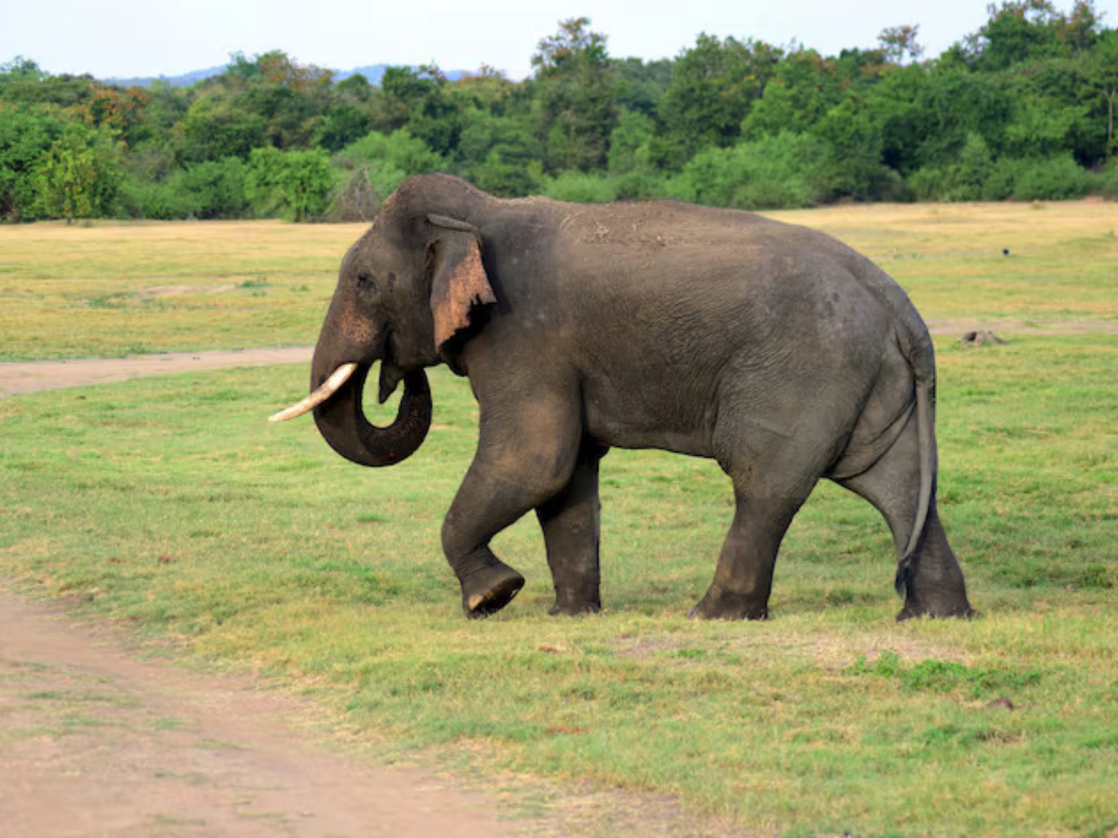 Connect with Gentle Giants. Discover an unforgettable experience and get up close and personal with the wonders of Thai elephants at Green Trunk Sanct [..]